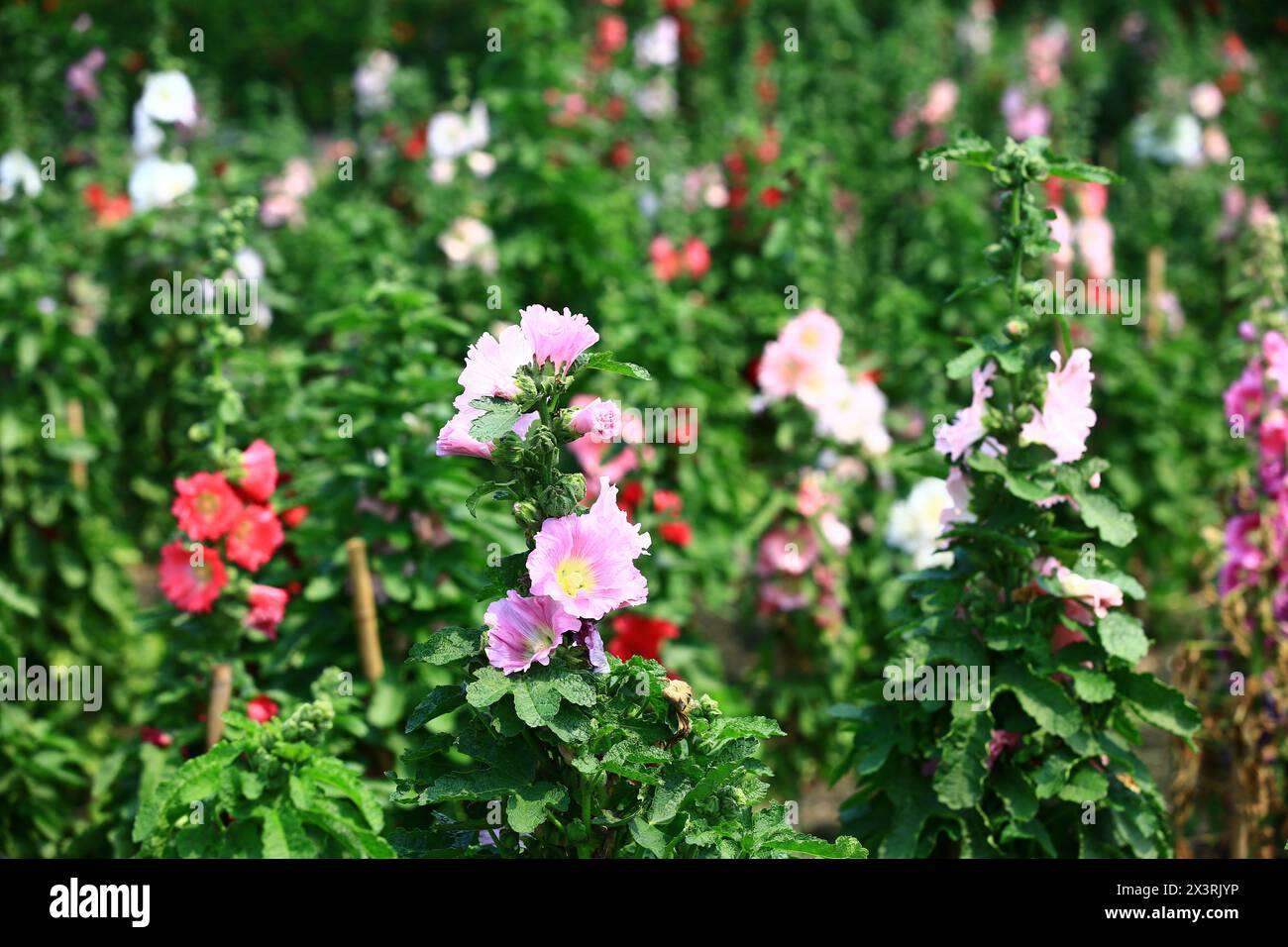 Fiori rossi e rosa Hollyhock o Alcea rosea che crescono nel giardino Foto Stock