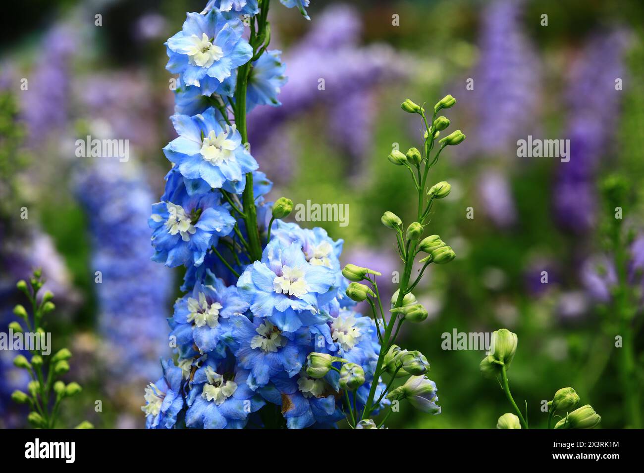 Colorato Delphinium o Candle Delphinium o inglese Larkspur o Tall Larkspur fiori fioriti nel giardino Foto Stock