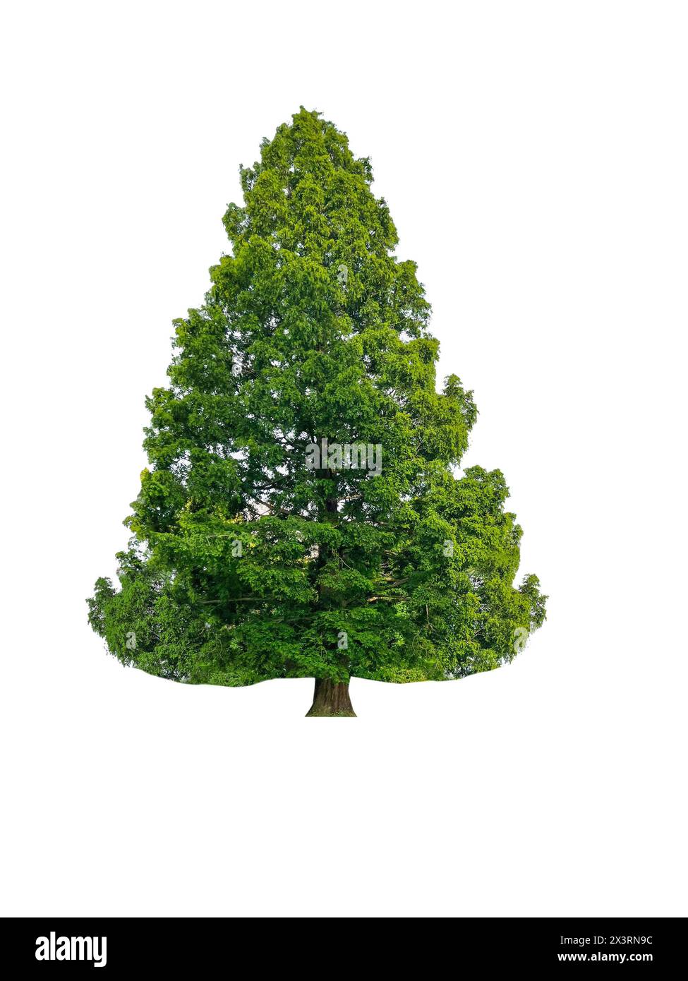 Bell'albero con foglie verdi isolate su bianco Foto Stock