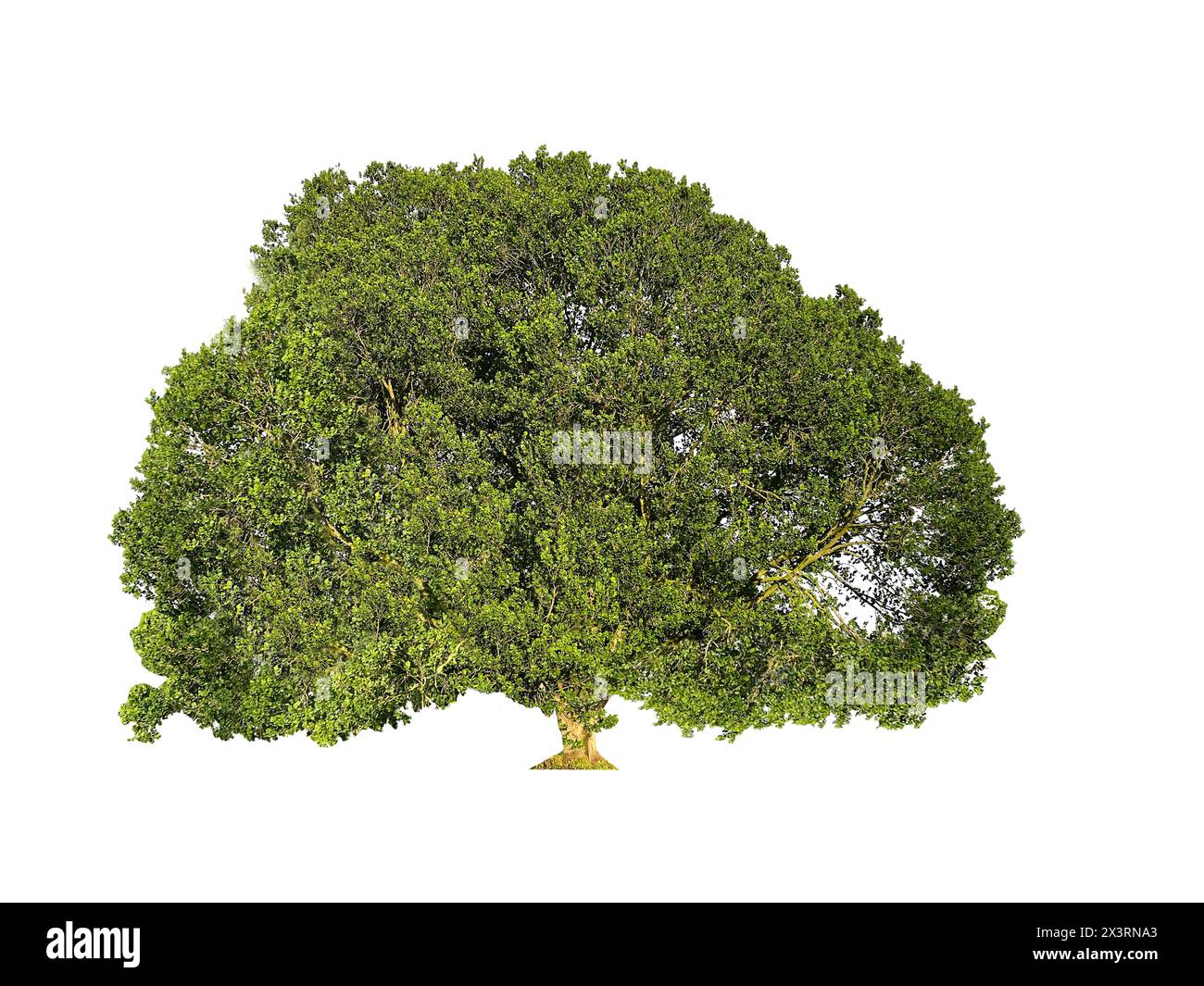 Bell'albero con foglie verdi isolate su bianco Foto Stock