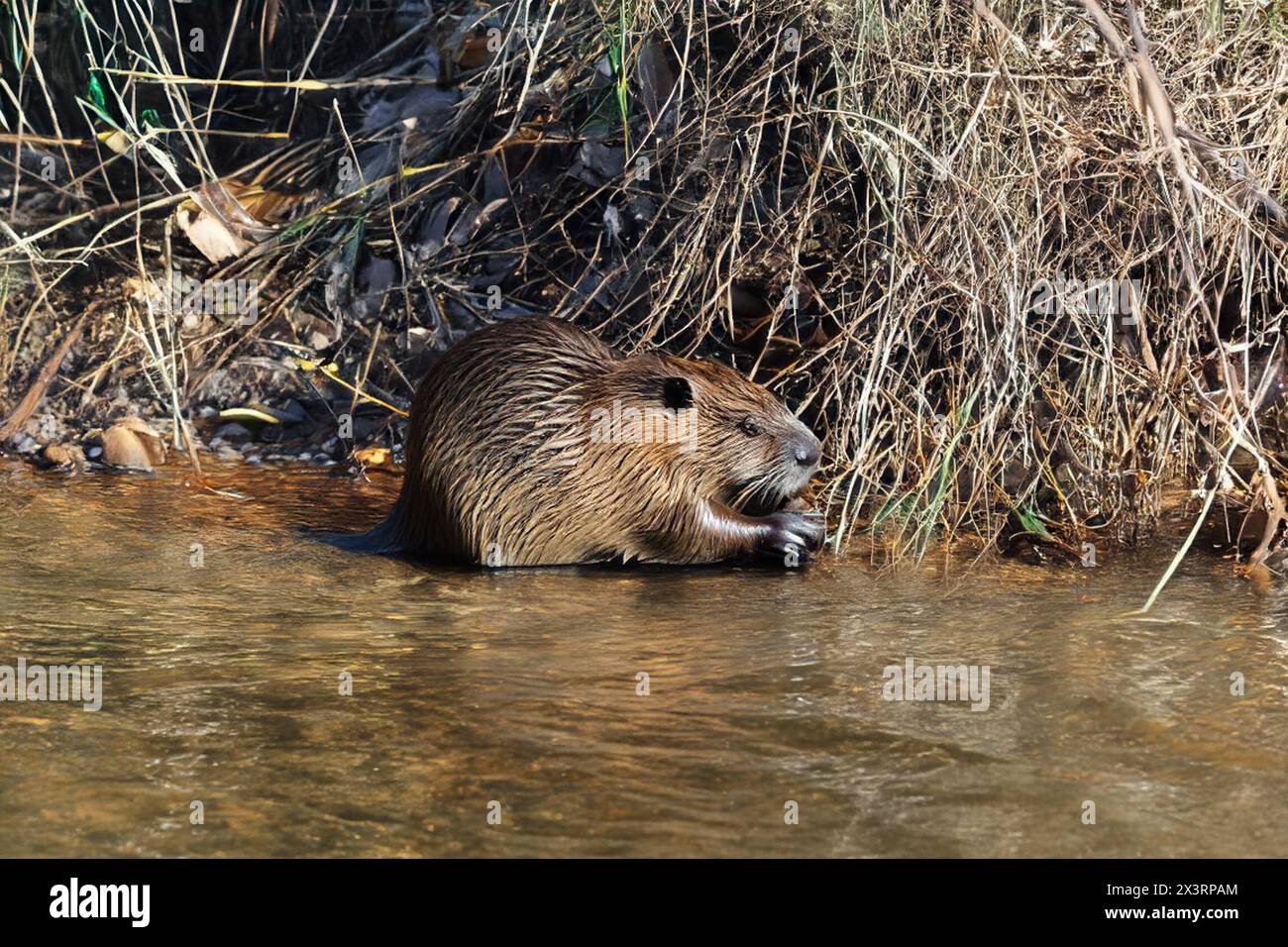 A Beaver by the River, l'intelligenza artificiale ha generato, Foto Stock