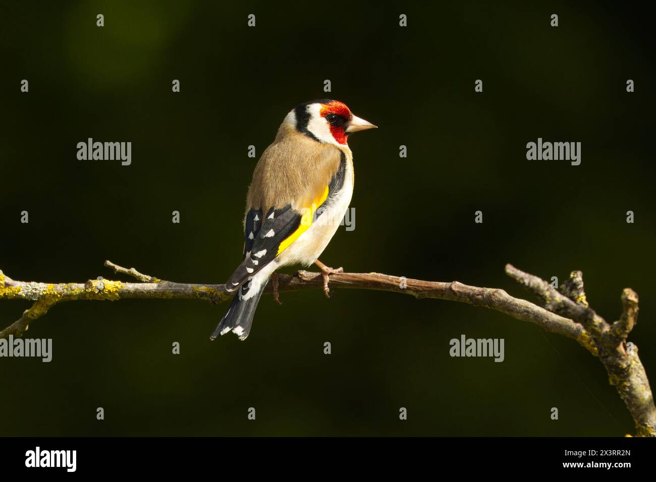 Un vivace goldfinch si aprono delicatamente su un ramo sottile, mostrando il suo piumaggio giallo brillante e le sue sorprendenti ali nere su sfondo scuro Foto Stock
