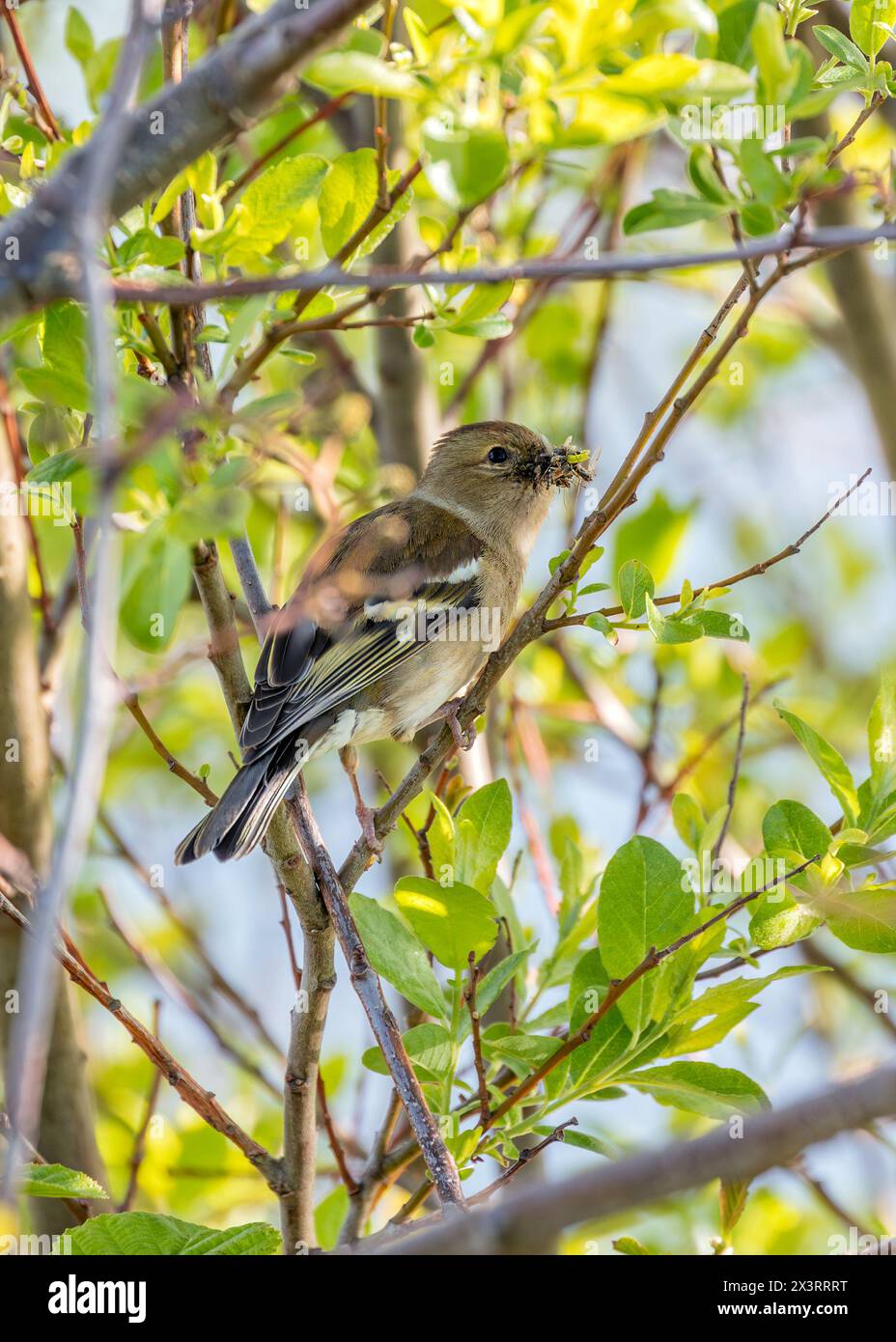 Torace rossastro e testa blu su un piccolo uccello attivo. Comune nei parchi e nei giardini di Dublino, ama semi e insetti. Foto Stock