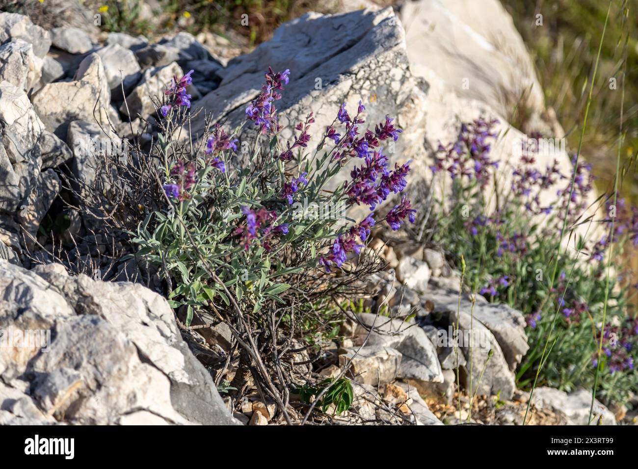 La salvia officinalis, la salvia comune, è un arbusto perenne, sempreverde, con steli legnosi, foglie grigie, e da blu a fiori violacei. Foto Stock