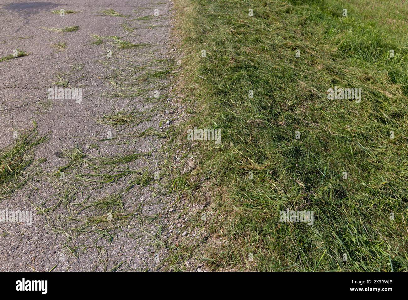 il bordo e la spalla della strada sono in erba verde, erba verde non rimossa dalla strada dopo aver tagliato l'erba in estate Foto Stock