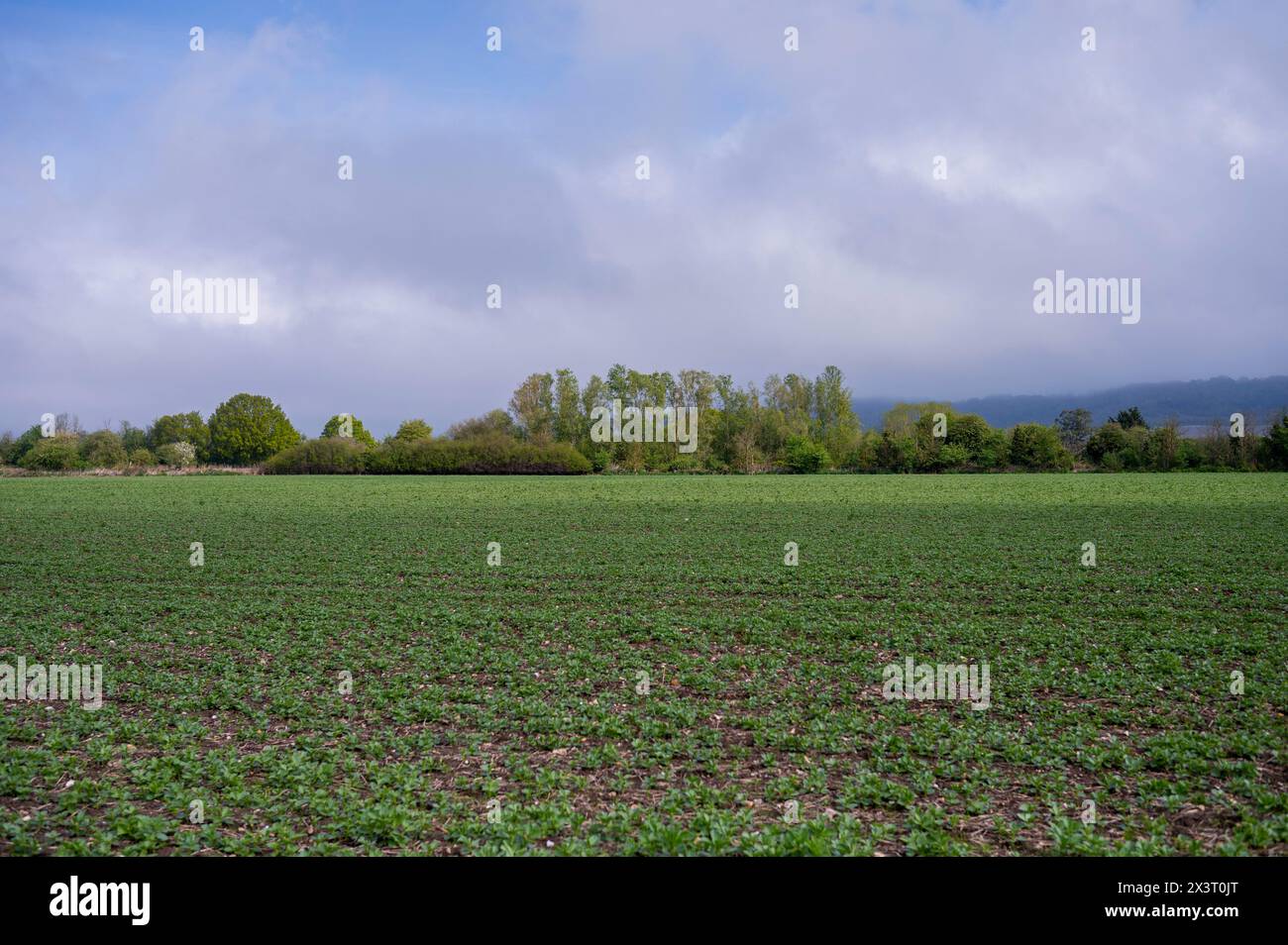Campi nel Kent, in Inghilterra. Primavera nel sud-est dell'Inghilterra rurale Foto Stock