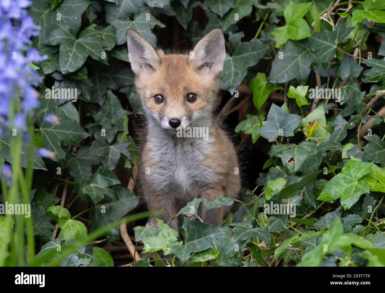 Red Fox Cub, Vulpes vulpes, che si affaccia da un nascondiglio in un giardino periferico, Kensal Rise, Londra, Regno Unito Foto Stock