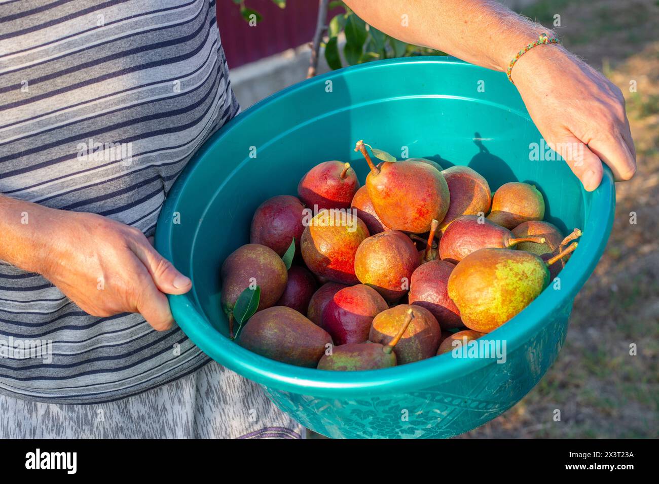 l'agricoltore tiene in mano un cesto di pere mature raccolte nel frutteto. Coltivazione e raccolta della frutta. Foto Stock