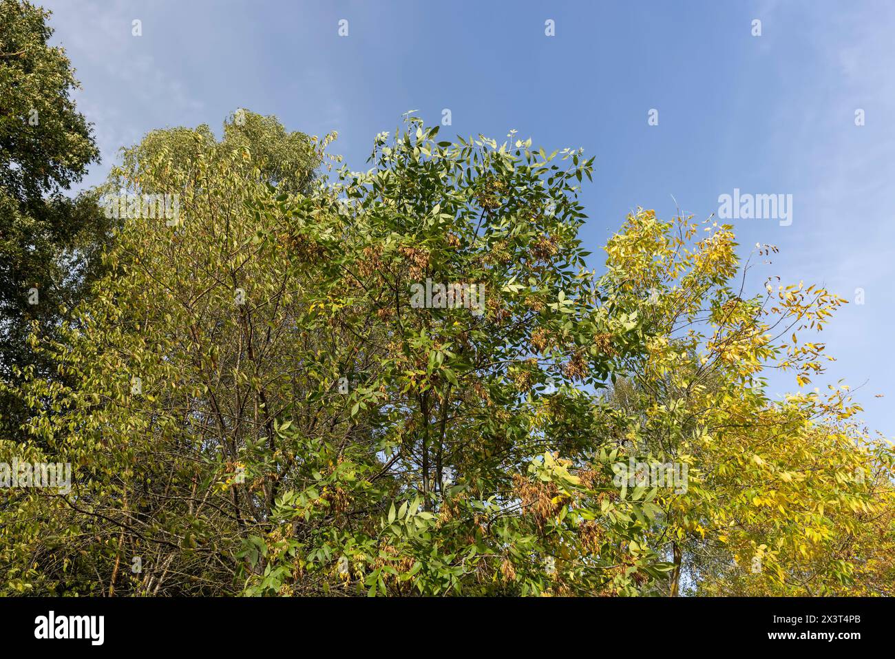 Ingiallimento del fogliame di cenere nella stagione autunnale, il fogliame di cenere cambia colore dal verde al giallo-arancione Foto Stock