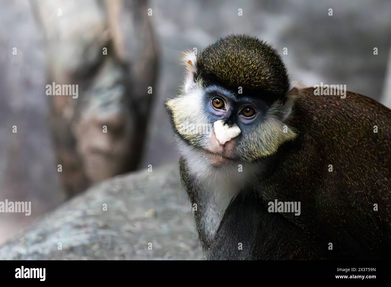 Scimmia dalla coda rossa seduta in uno zoo locale. Foto Stock