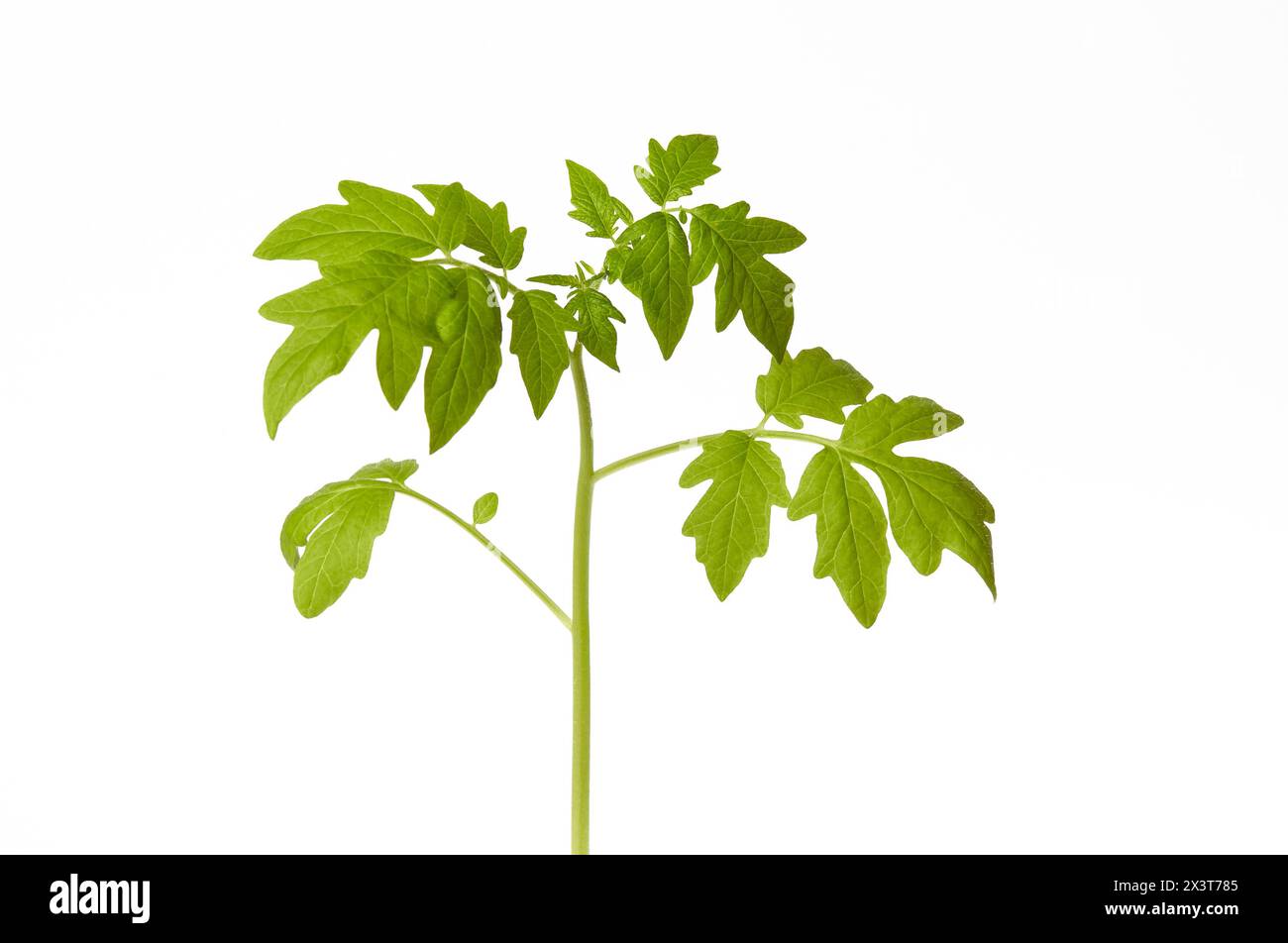 Giovani piantine di pomodoro in vaso isolate su fondo bianco. Piantine verdi di pomodori freschi Foto Stock