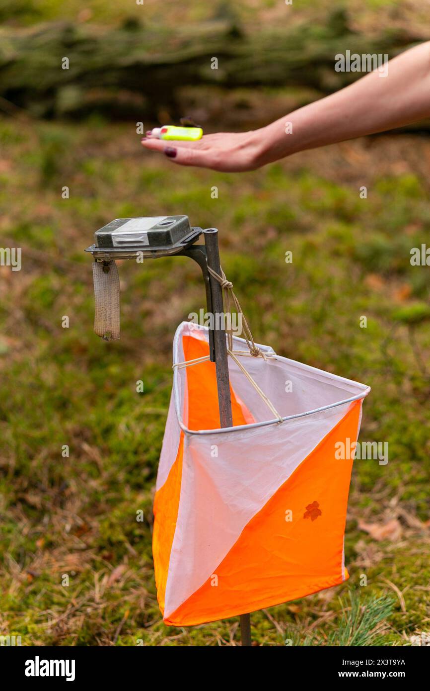 Una donna che pugni al punto di controllo dell'orientamento da vicino. Femmina in foresta che controlla un punto di controllo. Messa a fuoco selettiva Foto Stock