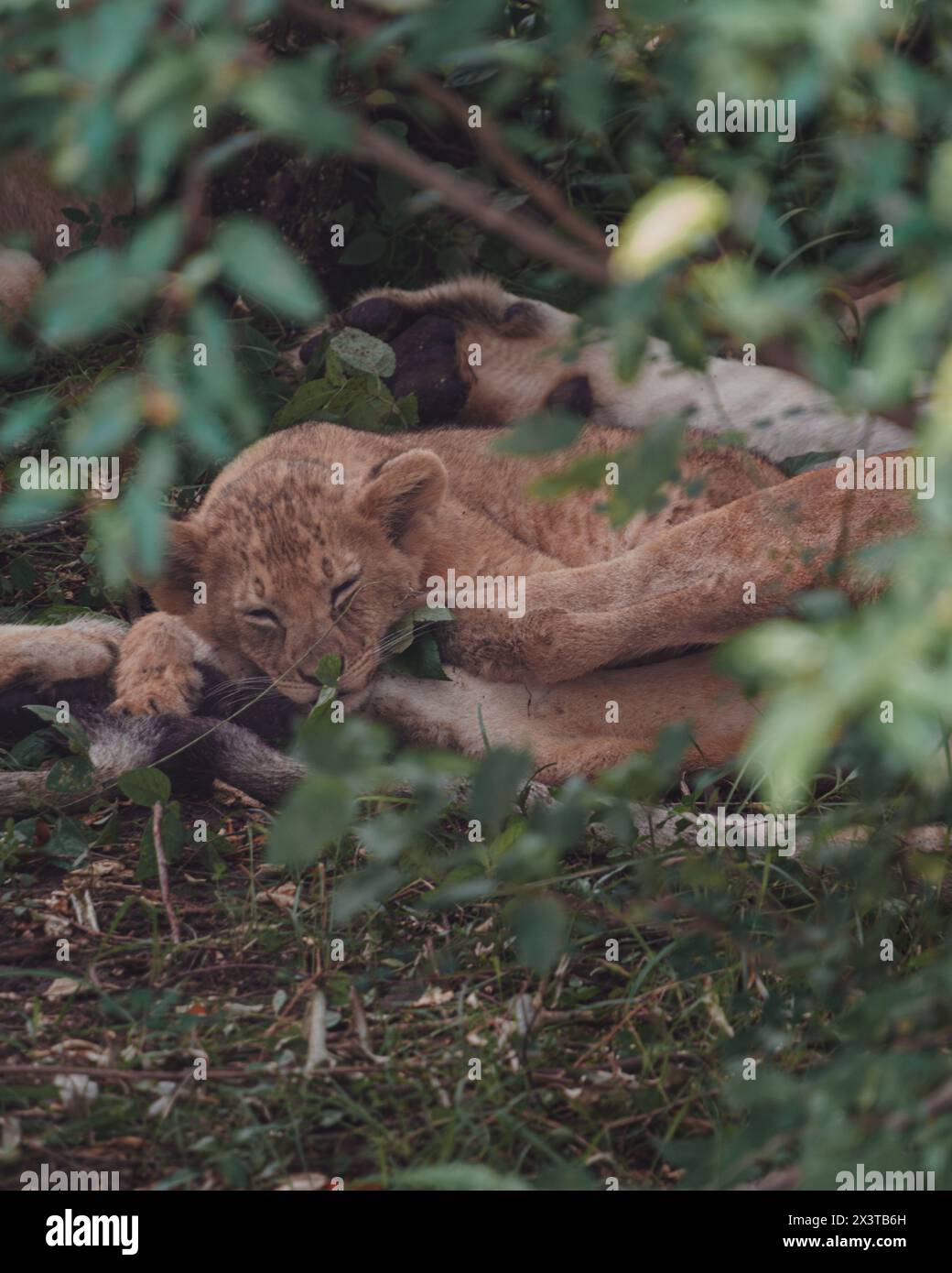 Sonnolenti cuccioli di leone nella riserva Ol Pejeta Foto Stock
