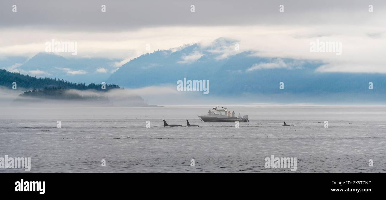 Quattro orche o orche (Orcinus orca) in un tour di avvistamento delle balene con barca e turisti, Telegraph Cove, Isola di Vancouver, Canada. Foto Stock