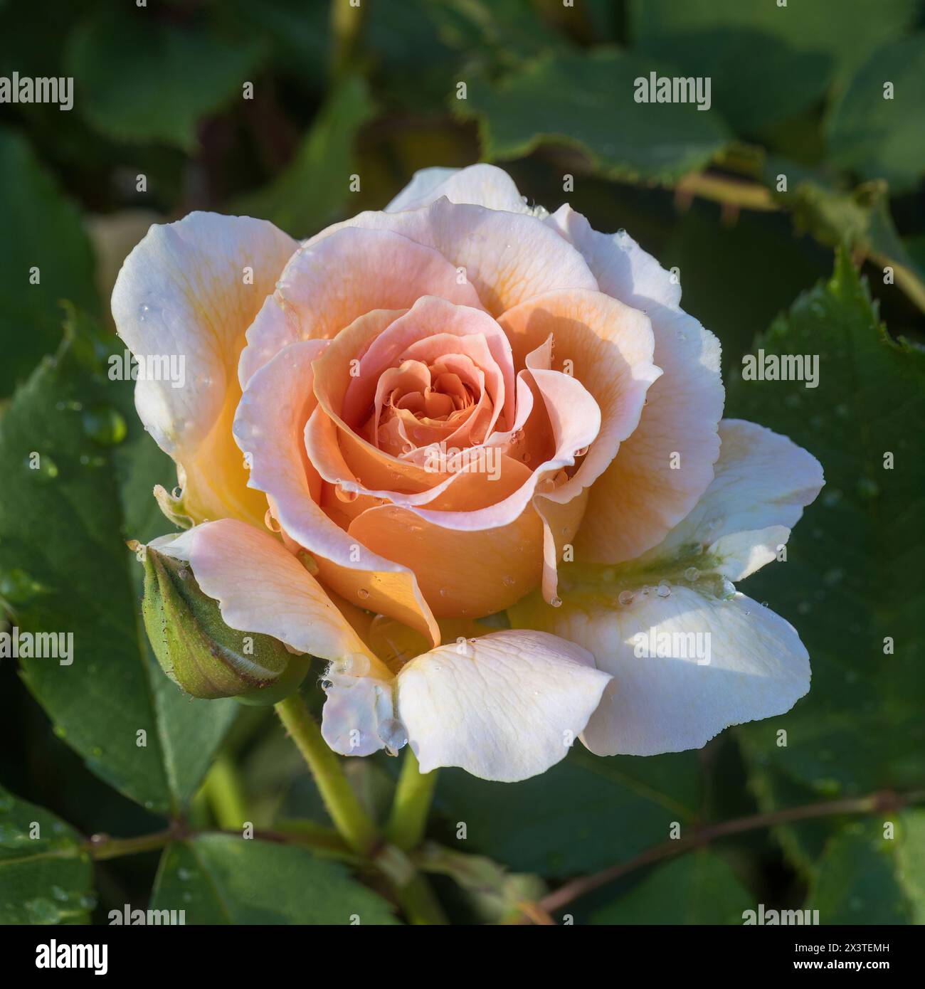 "Honey Perfume" Floribunda Rose in Bloom. San Jose Municipal Garden a San Jose, California. Foto Stock