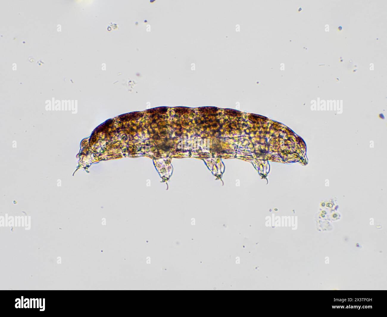 fotomicrografia che mostra una vista laterale di un orso microscopico vivo (tardigrado) Foto Stock