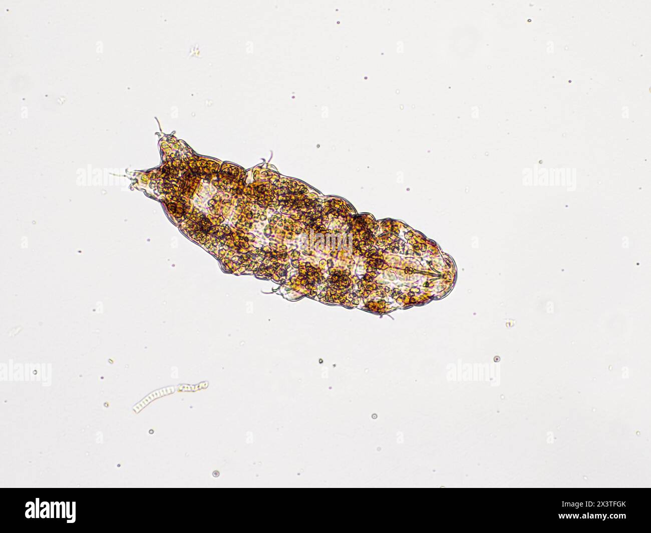 fotomicrografia che mostra la vista dorsale (dall'alto) di un orso microscopico vivo (tardigrado) Foto Stock