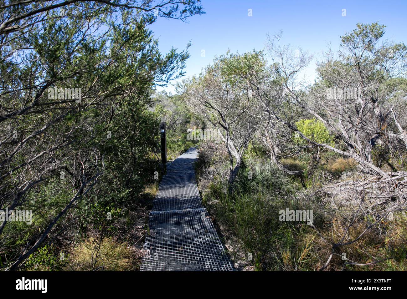 Sentiero naturalistico per passeggiate nel Bush a North Head Manly, che collega Shelly Beach alla Barracks Precinct, Sydney, NSW, Australia Foto Stock