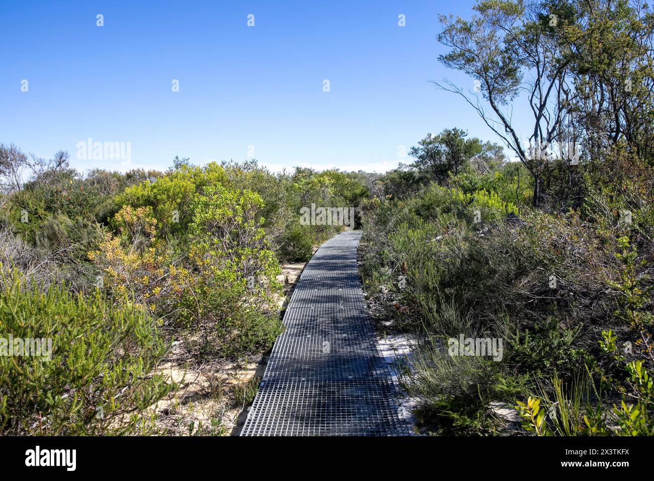 Sentiero naturalistico per passeggiate nel Bush a North Head Manly, che collega Shelly Beach alla Barracks Precinct, Sydney, NSW, Australia Foto Stock