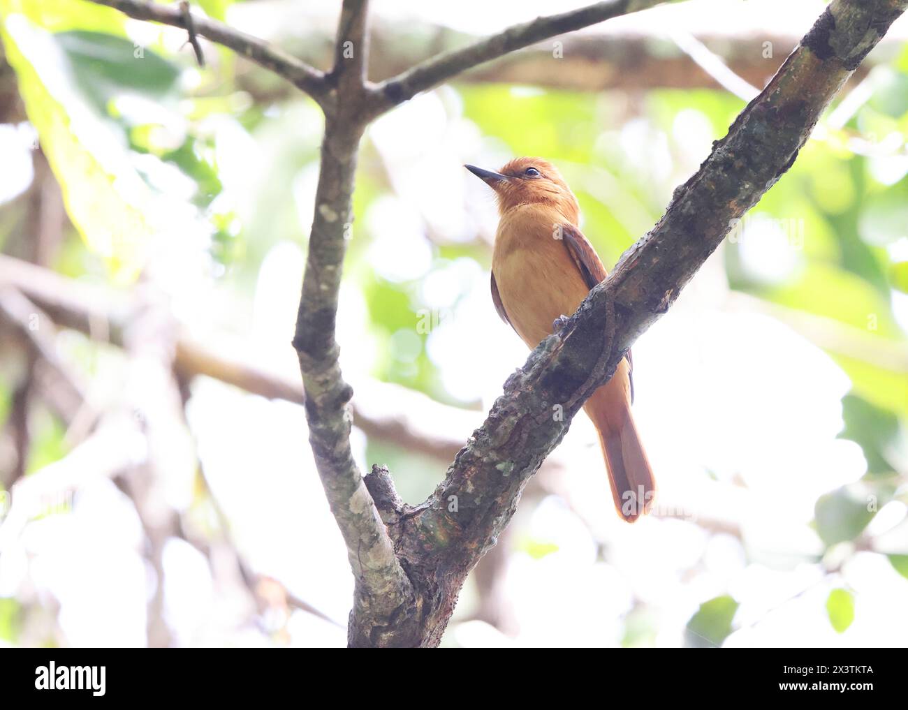 La cannella attila (Attila cinnamomeus) è una specie di uccello della famiglia Tyrannidae, i cacciatori di mosca tiranno. Questa foto è stata scattata in Colombia. Foto Stock