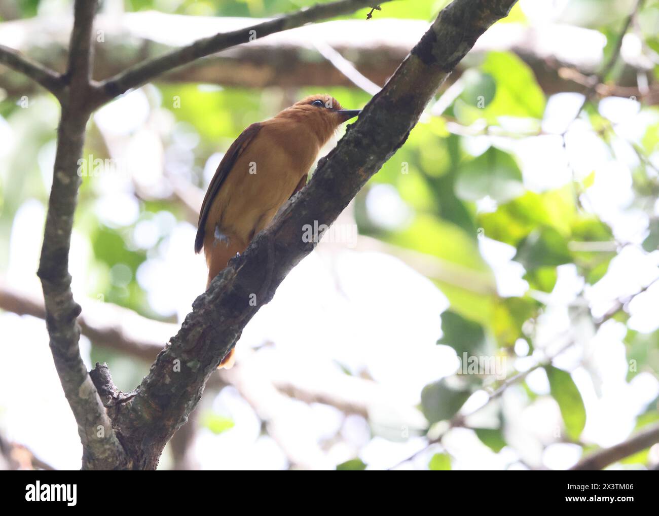 La cannella attila (Attila cinnamomeus) è una specie di uccello della famiglia Tyrannidae, i cacciatori di mosca tiranno. Questa foto è stata scattata in Colombia. Foto Stock