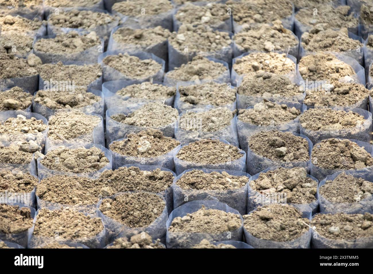 Sacchetti di plastica riempiti di terreno contenenti semi vegetali nel vivaio Foto Stock