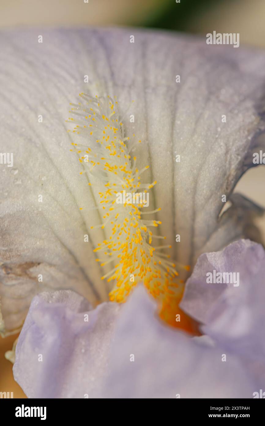 Fiori pallidi di lavanda dell'Iris germanica, Iris barbuti con stami gialli Foto Stock