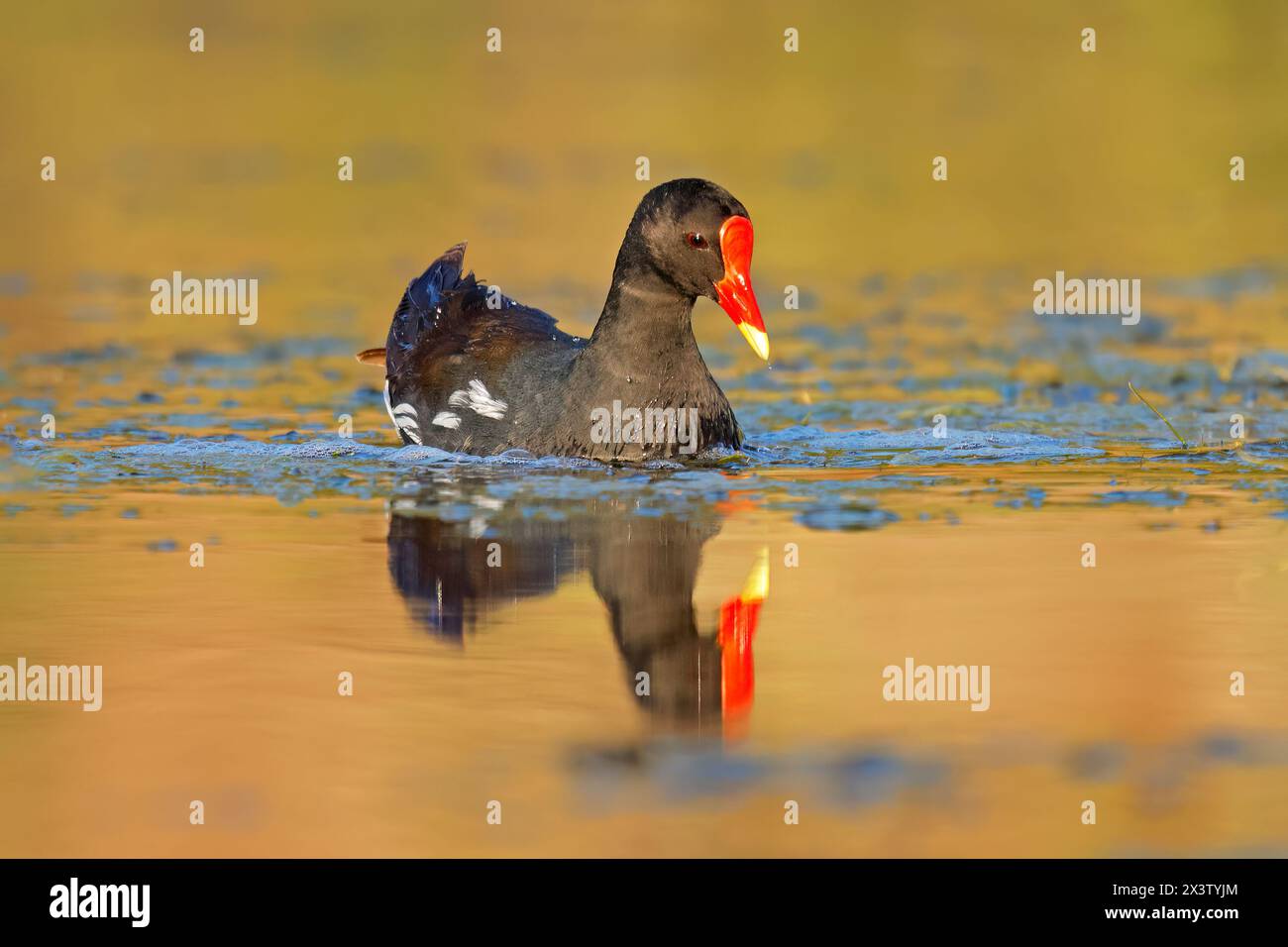 Un comune moorhen (Gallinula chloropus) che nuota in uno stagno, Sudafrica Foto Stock