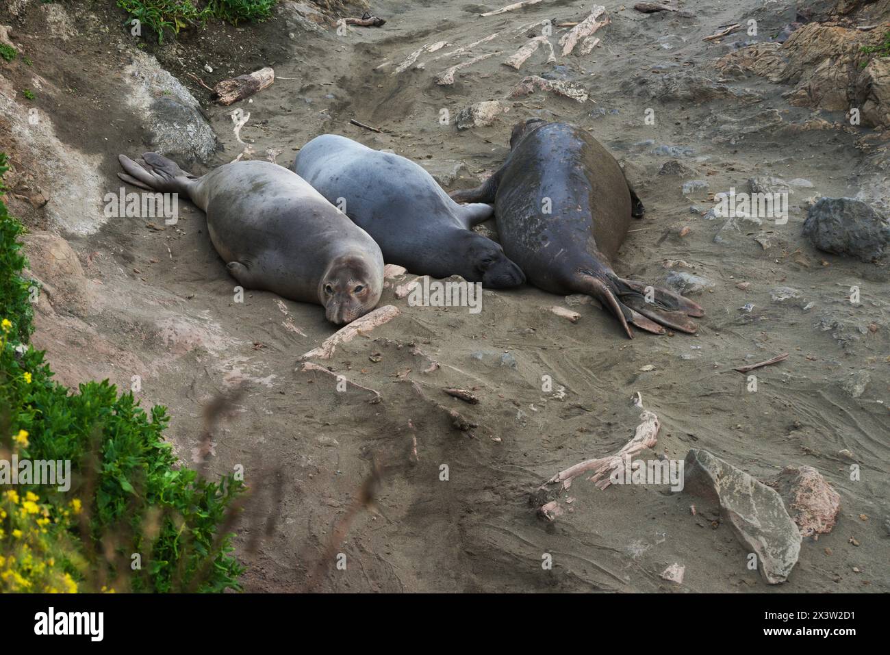 Le foche degli elefanti giacciono tranquillamente sulla spiaggia del santuario, con uno che guarda direttamente te. La principale destinazione turistica di San Simeon, CALIFORNIA. Foto Stock