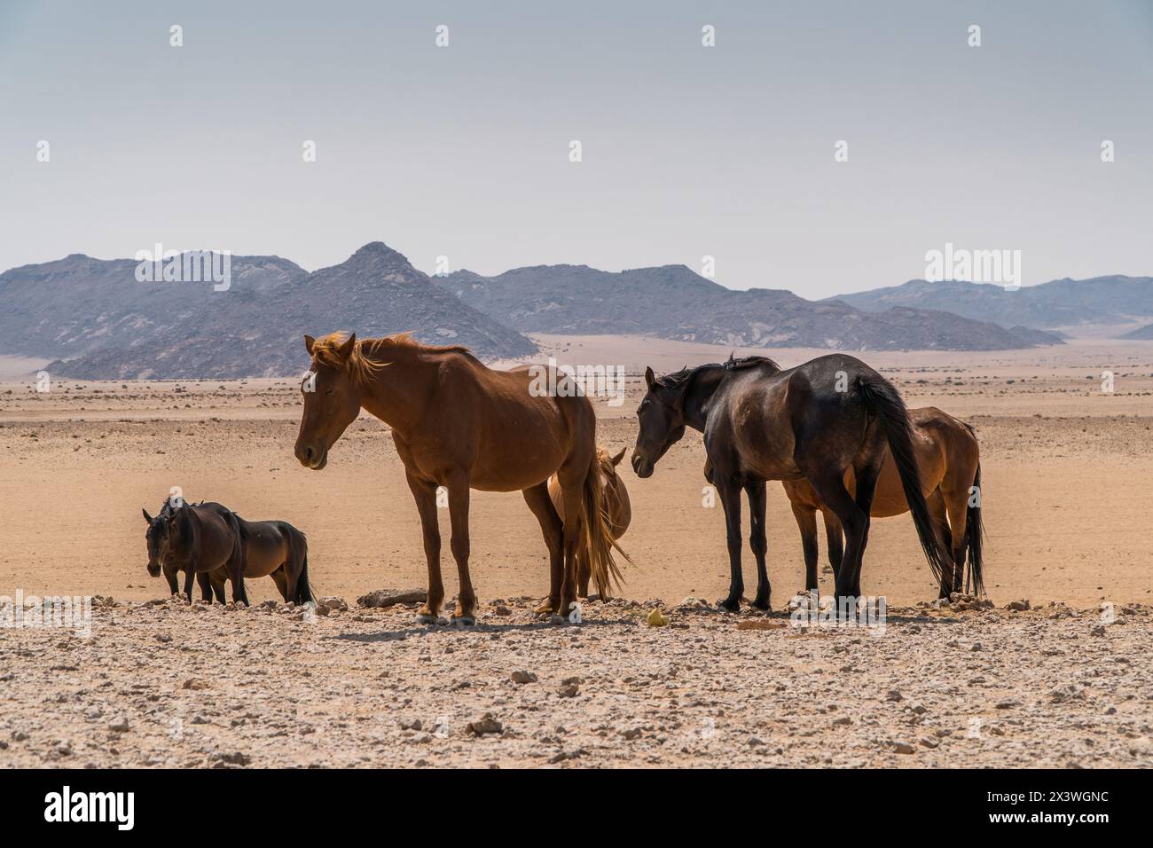 Cavalli selvaggi di Garub, Namibia Foto Stock