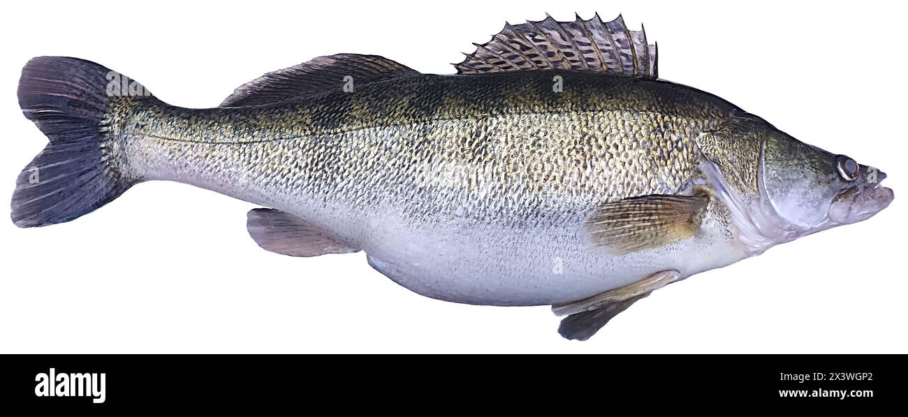 Pikeperch isolato su sfondo bianco Foto Stock