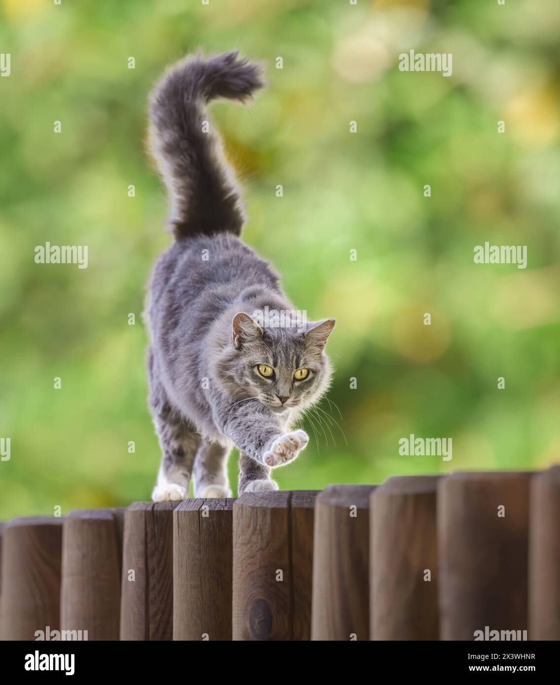 Un simpatico gatto soffice che cammina su una recinzione di palizzata di legno e guarda con attenzione Foto Stock