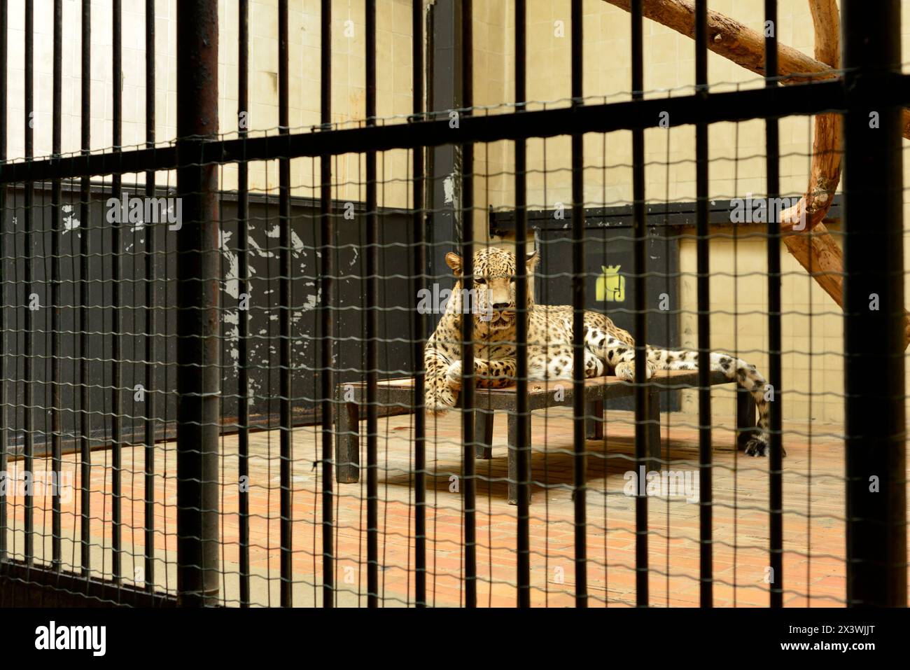 Jaguar Panthera onca vicino a specie di gatto minacciate in cattività nella sua gabbia dietro le sbarre nello zoo di Sofia, Sofia Bulgaria, Europa orientale, Balcani, UE Foto Stock