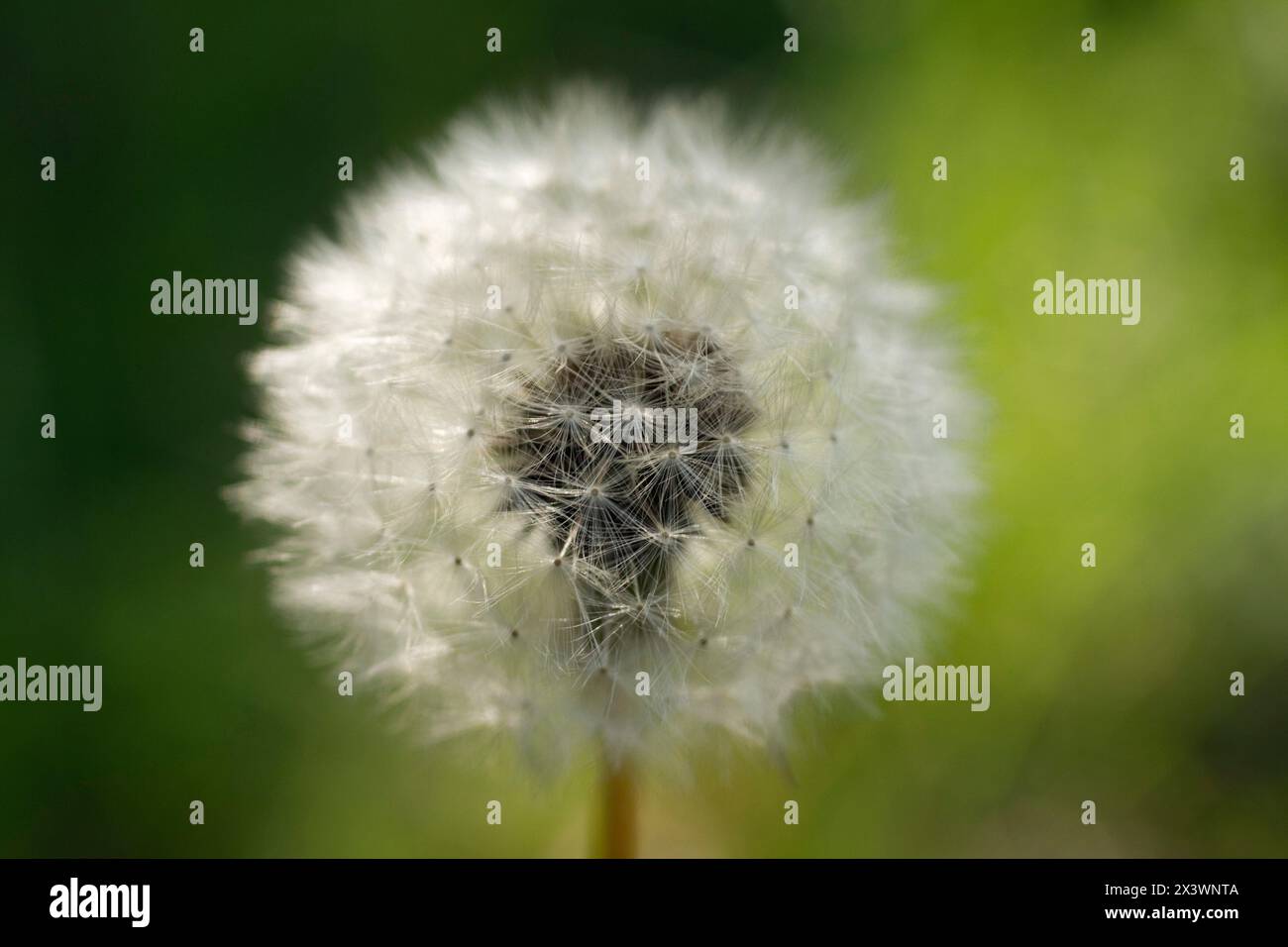 Primo piano che mostra un dente di leone dopo la fioritura Foto Stock