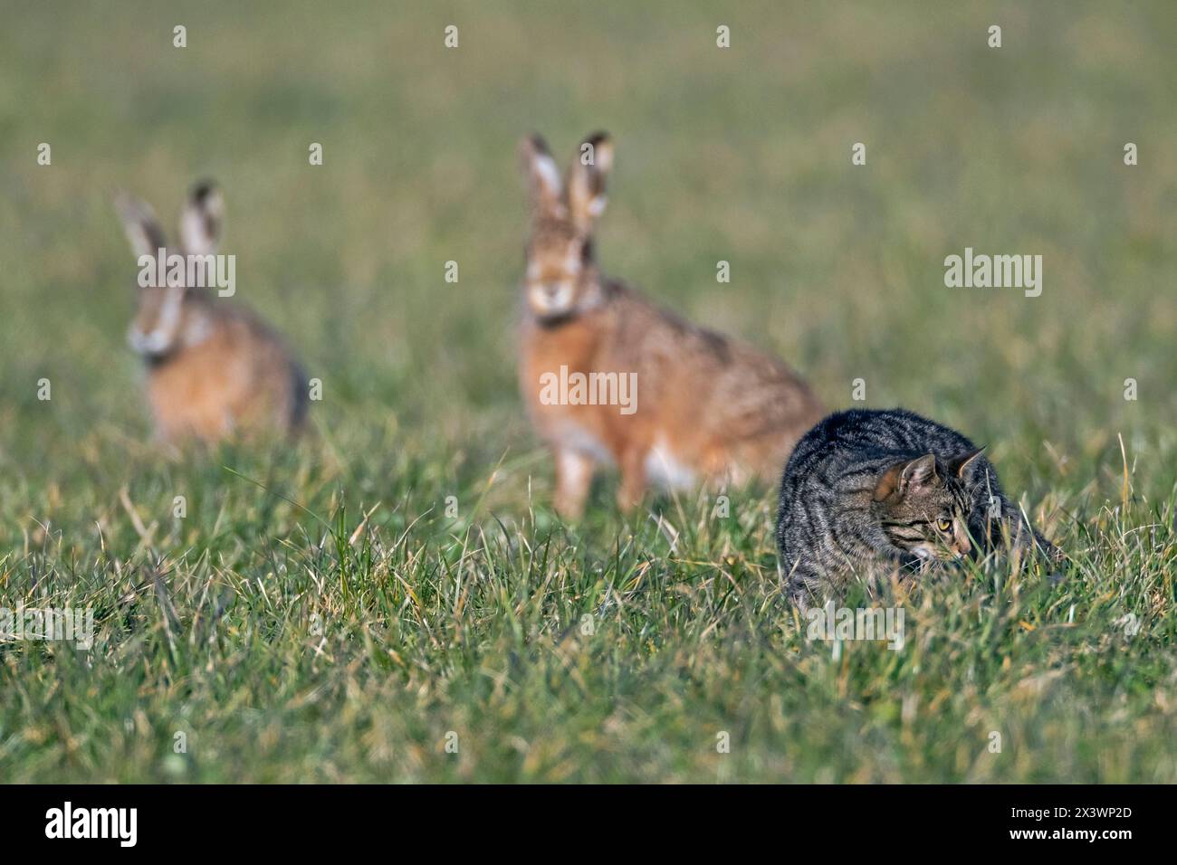 Lepre europea, lepre marrone (Lepus europaeus). Due lepri che guardano un gatto della casa che caccia topi su un prato. Germania Foto Stock