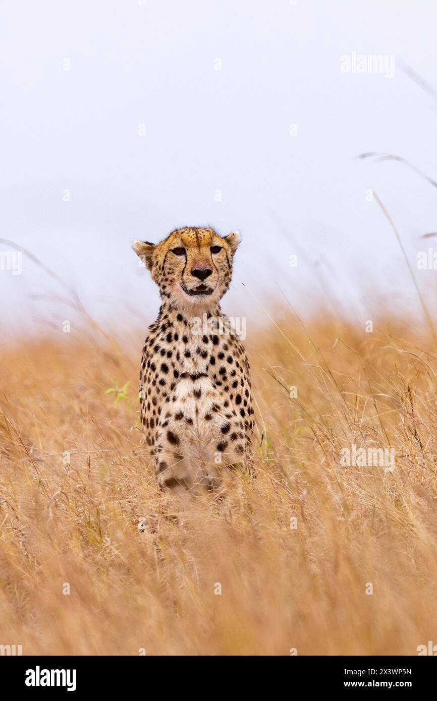 Cheetah (Acinonyx jubatus). Donna adulta seduta sull'erba secca. Masai Mara, Kenya Foto Stock