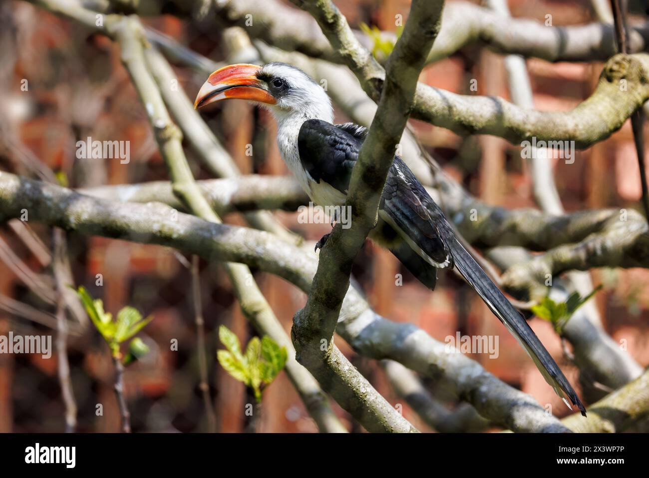 Un maschio Von Der Deckens, Tockus deckeni, arroccato su un albero. Un carpino sottile con piumaggio pied ed endemico delle regioni aride dell'Africa orientale Foto Stock