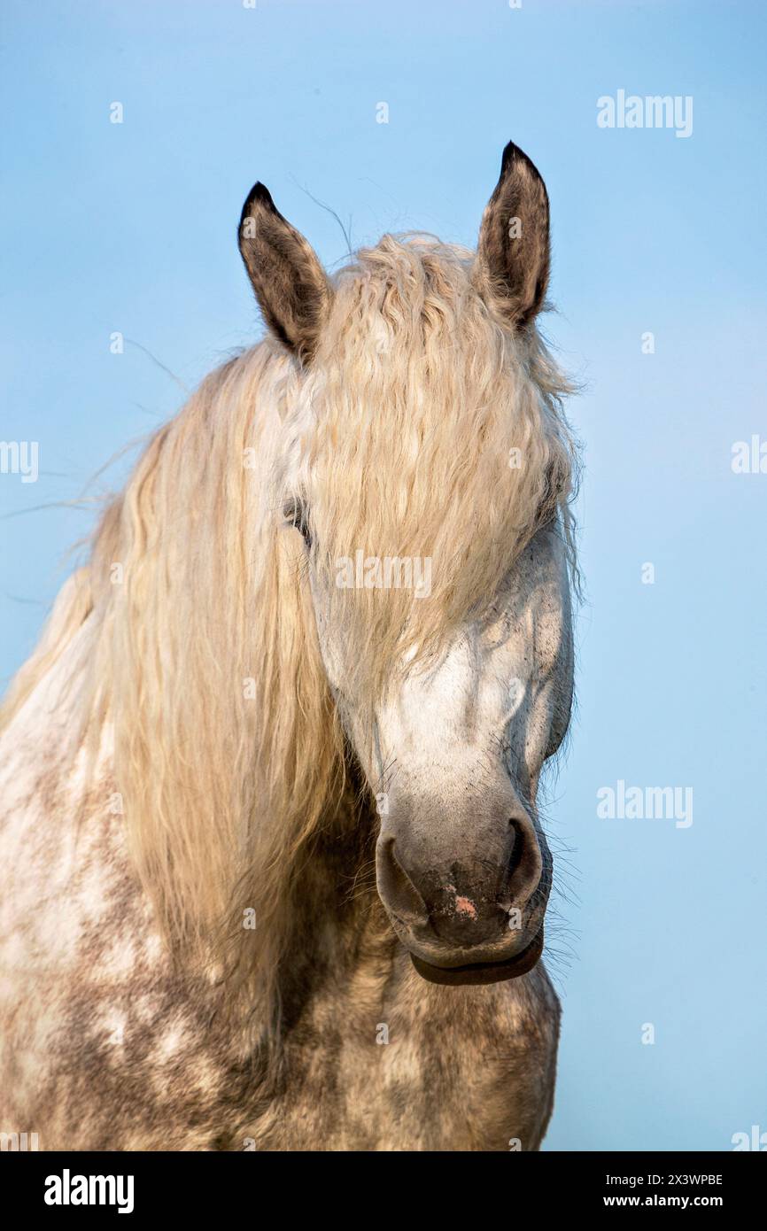 Percheron. Ritratto di gelding grigio appannato. Germania Foto Stock