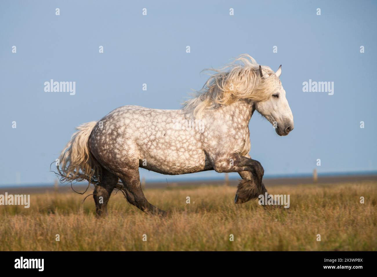 Percheron. Dormiva la gelatina grigia galoppando su un prato. Germania Foto Stock