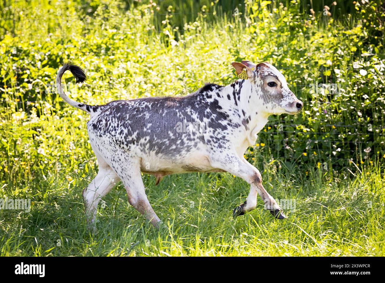 Nano Zebu (Bos taurus indicus). Vitello che corre in un prato. Germania Foto Stock