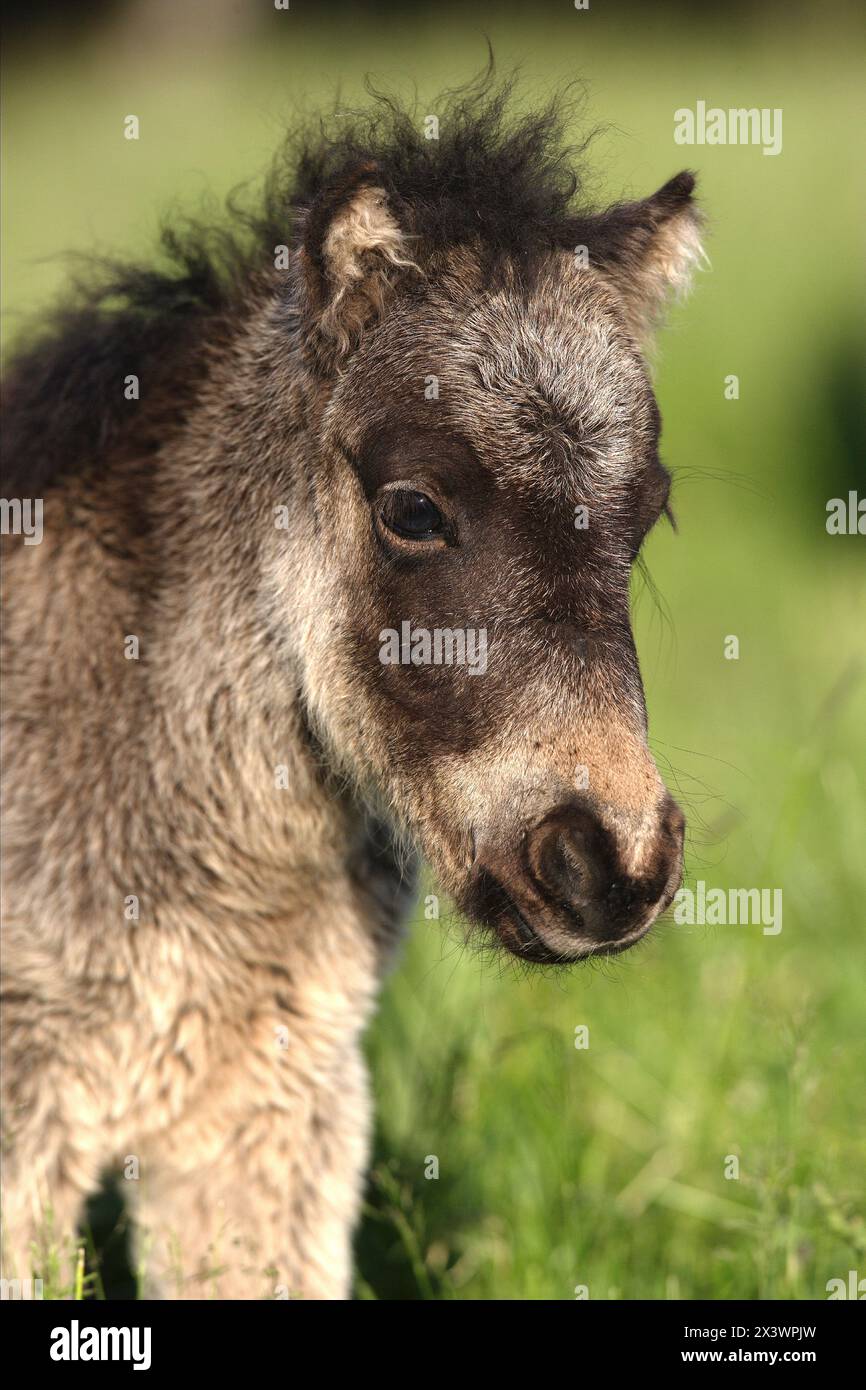 Shetland Pony. Ritratto di un puledro. Germania Foto Stock