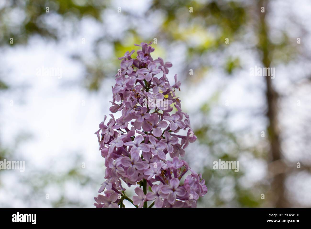 Albero di lilla con fiori in primavera / Maggio. Foto Stock