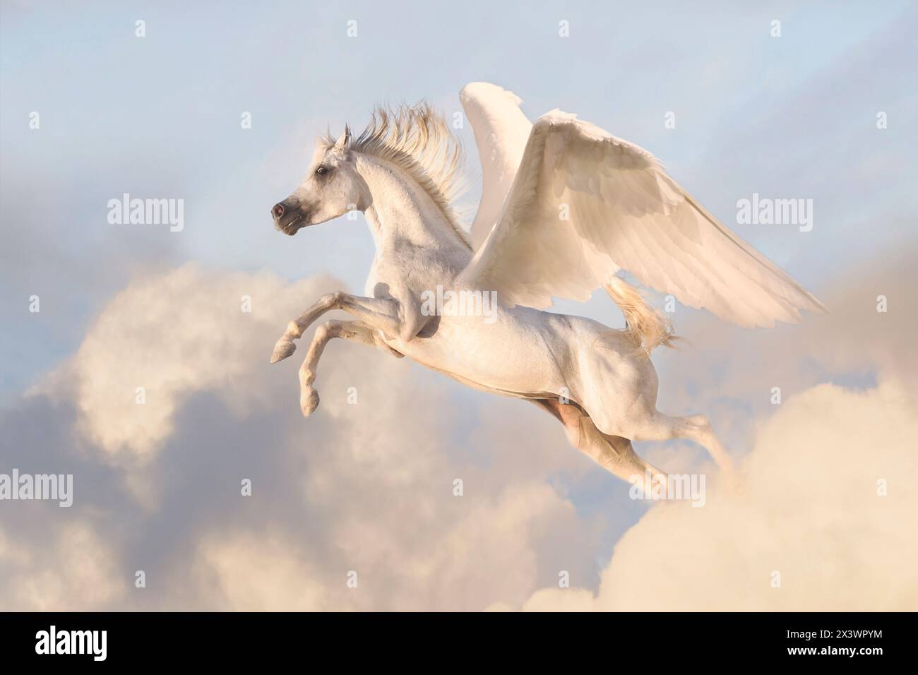 Pegaso, un cavallo alato, una creatura della mitologia greca, in volo Foto Stock