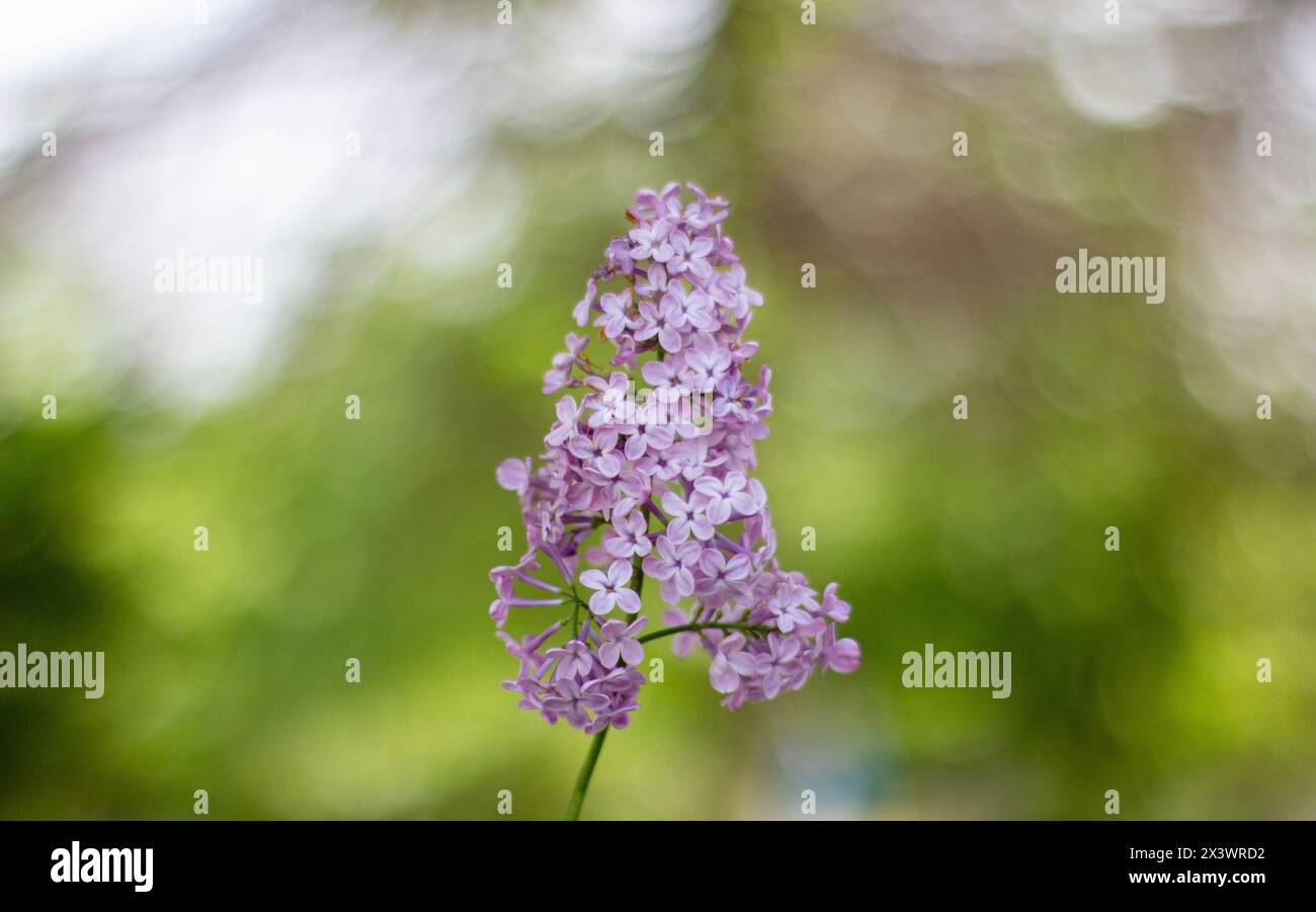 Albero di lilla con fiori in primavera / Maggio. Foto Stock