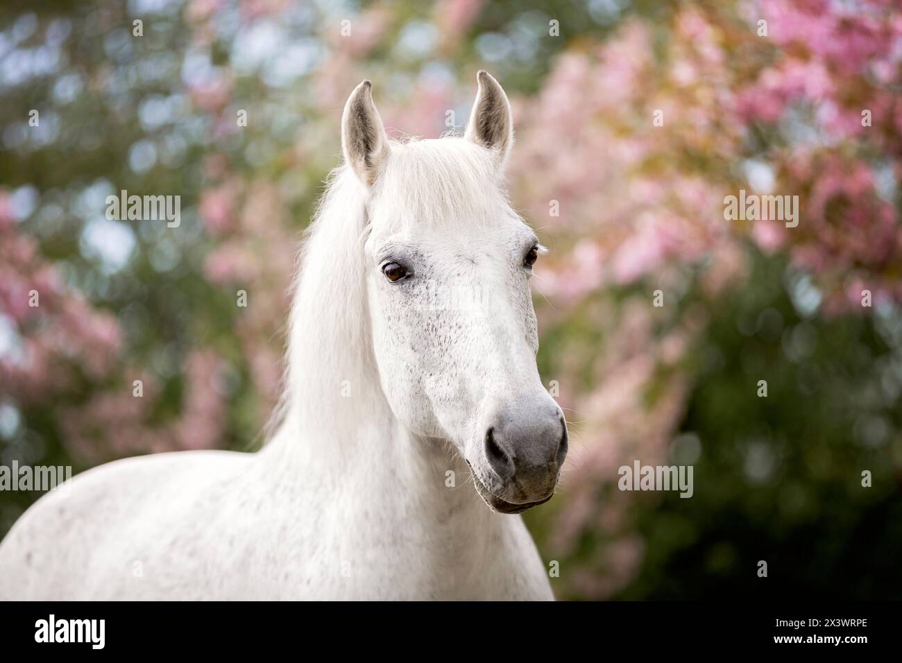 Pony Connemara. Ritratto di una gelding grigia. Germania Foto Stock