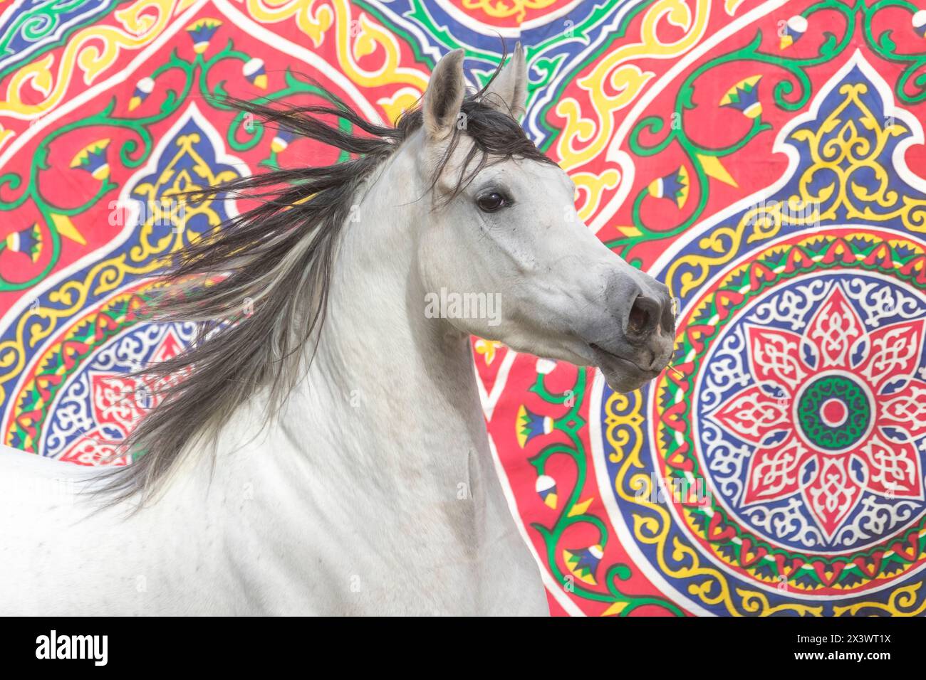 Cavallo Arabo di razza. Ritratto di mare grigio con criniera che scorre di fronte a pareti colorate appese, Egitto Foto Stock