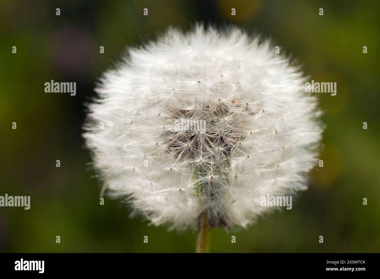 Primo piano che mostra un dente di leone dopo la fioritura Foto Stock