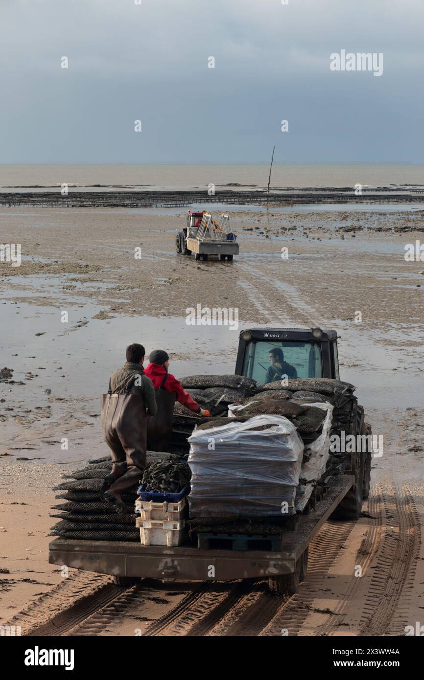 Francia, Bourgneuf Bay, la Bernerie-en-Retz, 44, ostriche che scendono verso le ostriche. Foto Stock