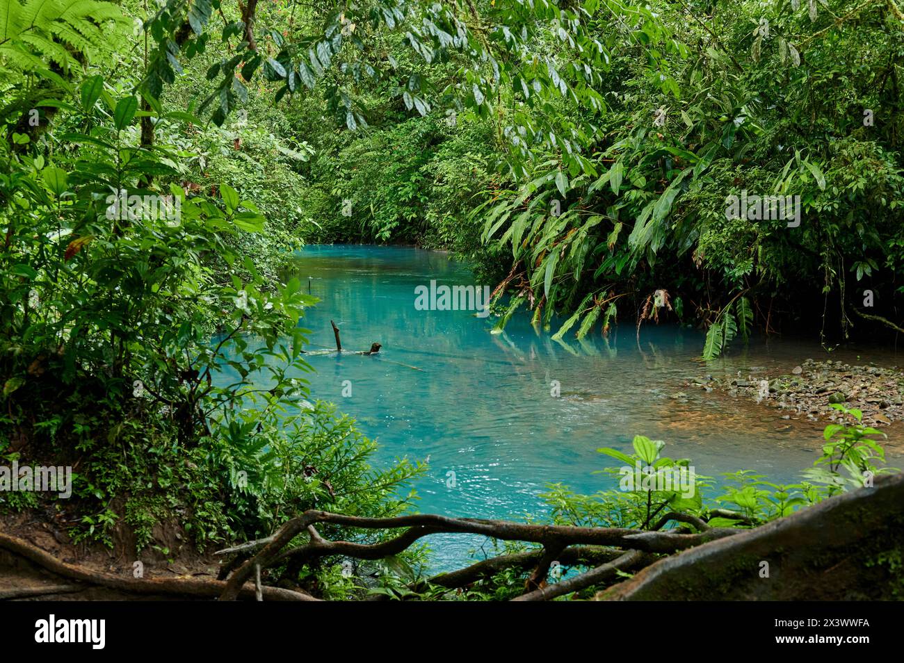 Blue River Rio Celeste, Parque Nacional Volcan Tenorio, Costa Rica Foto Stock