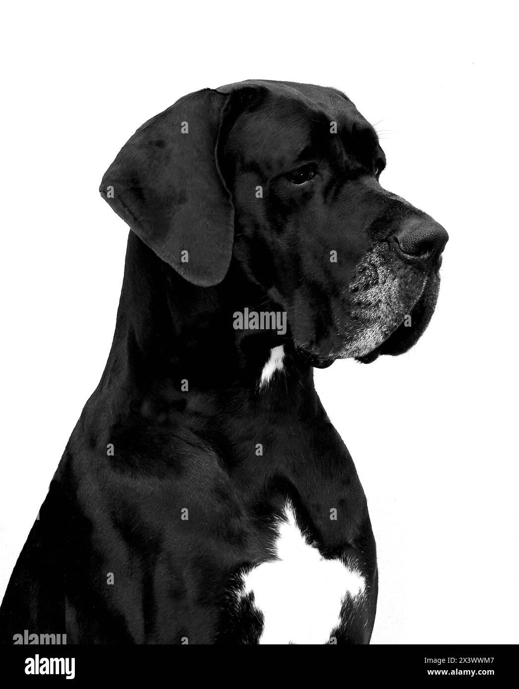 Ritratto di Alano cane di razza pura isolata su sfondo bianco Foto Stock